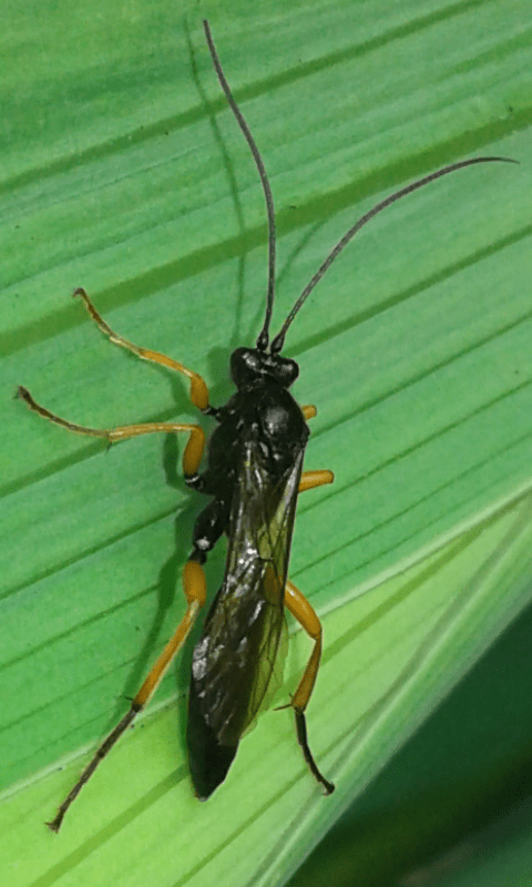 Ichneumonidae ; Thyrateles sp.?